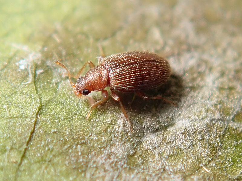 Latridiidae? S ! Cortinicara gibbosa